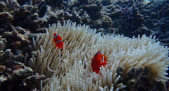 インドネシアのサンゴ礁