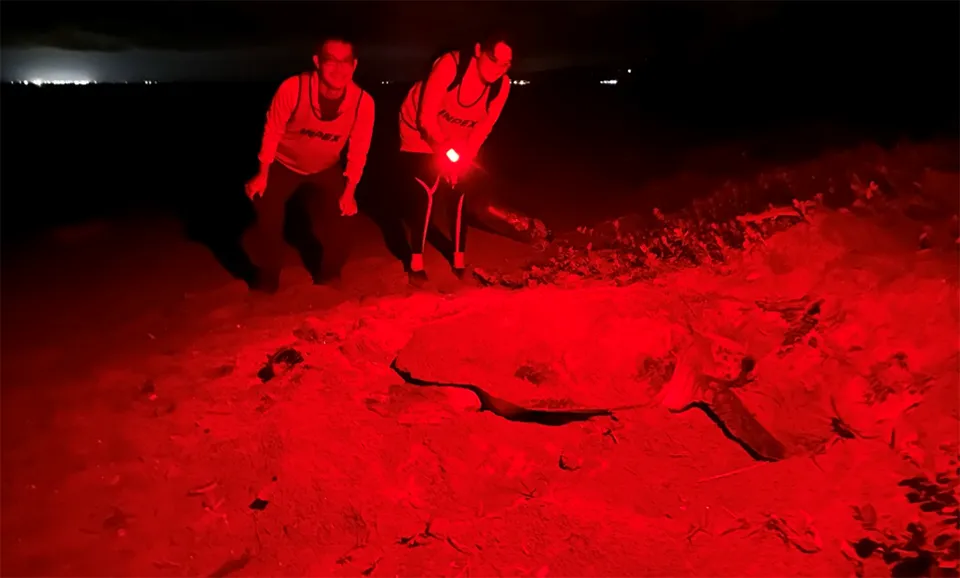 夜間踏査の様子